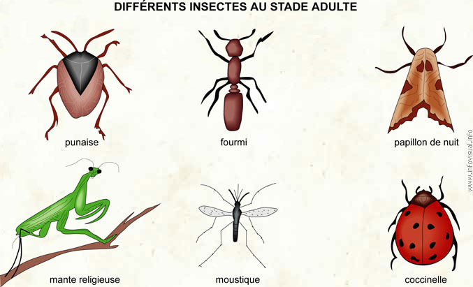 Insectes (Dictionnaire Visuel)